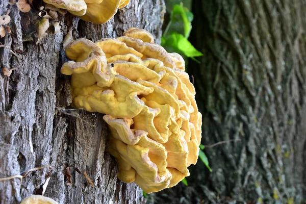 Μανιτάρι Crab Woods Laetiporus Sulphureus — Φωτογραφία Αρχείου