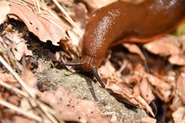 İspanyol sümüklüböceği (Arion vulgaris veya Arion lusitanicus).