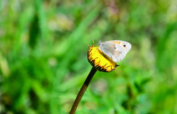 Pequeña Mariposa Brezo Coenonympha Pamphilus — Foto de Stock