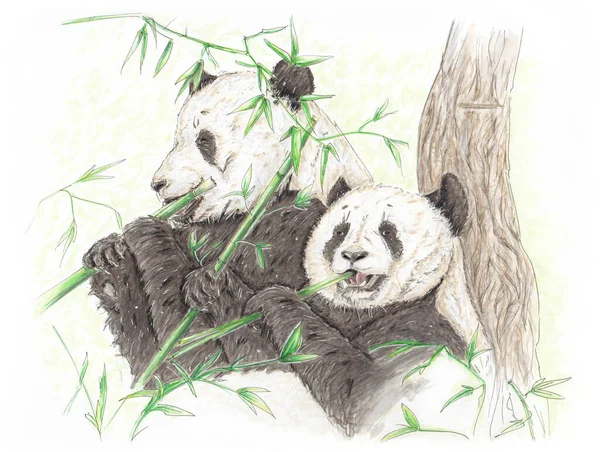 İki dev panda bambu yiyor. — Stok fotoğraf