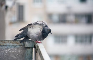 Şehir güvercini sokakta bir çitin üzerinde oturuyor.