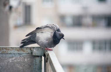 Şehir güvercini sokakta bir çitin üzerinde oturuyor.