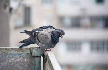 Şehir güvercini sokakta bir çitin üzerinde oturuyor.