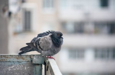 Şehir güvercini sokakta bir çitin üzerinde oturuyor.