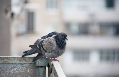 Şehir güvercini sokakta bir çitin üzerinde oturuyor.