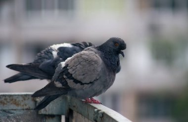 Şehir güvercini sokakta bir çitin üzerinde oturuyor.