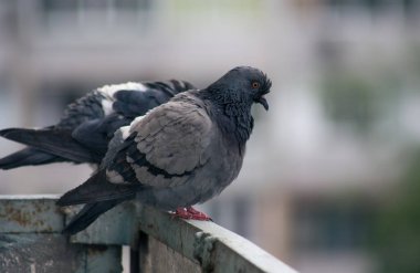 Şehir güvercini sokakta bir çitin üzerinde oturuyor.