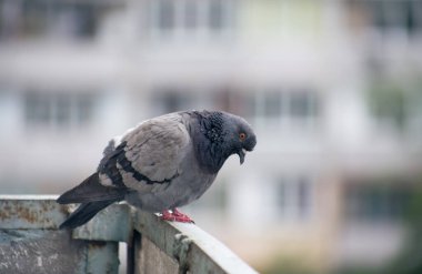 Şehir güvercini sokakta bir çitin üzerinde oturuyor.