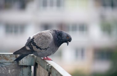 Şehir güvercini sokakta bir çitin üzerinde oturuyor.