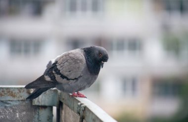Şehir güvercini sokakta bir çitin üzerinde oturuyor.