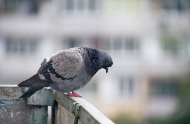 Şehir güvercini sokakta bir çitin üzerinde oturuyor.