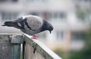 Şehir güvercini sokakta bir çitin üzerinde oturuyor.