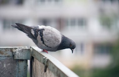 Şehir güvercini sokakta bir çitin üzerinde oturuyor.