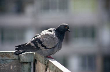 Şehir güvercini sokakta bir çitin üzerinde oturuyor.