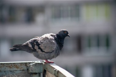 Şehir güvercini sokakta bir çitin üzerinde oturuyor.