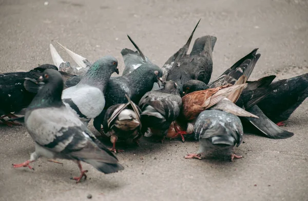 ハトの群れが路上で食べる — ストック写真