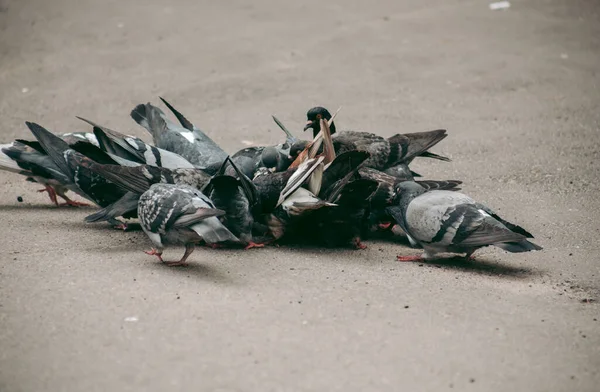 ハトの群れが路上で食べる — ストック写真