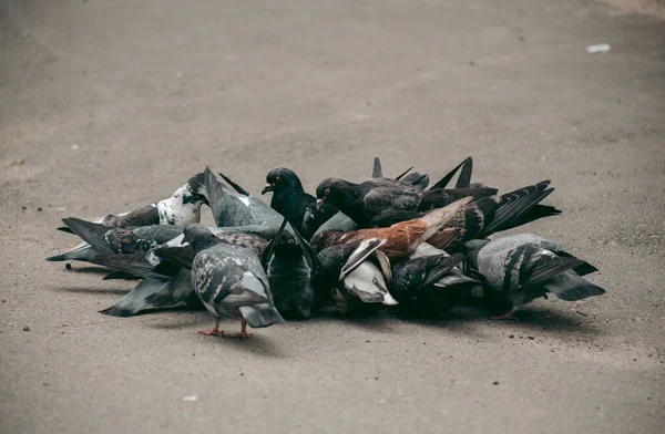 ハトの群れが路上で食べる — ストック写真