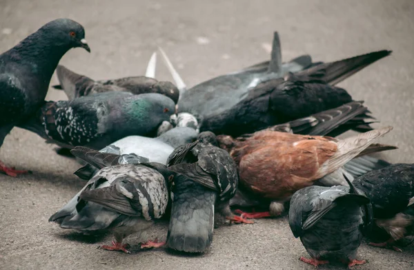 Ein Schwarm Tauben Frisst Auf Der Straße — Stockfoto