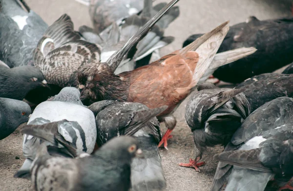 Flock Pigeons Eats Street — Stock Photo, Image