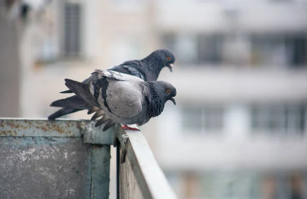 City Pigeon Sits Fence Street — Stock Photo, Image