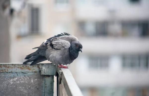 Stadttaube Sitzt Auf Einem Zaun Auf Der Straße — Stockfoto