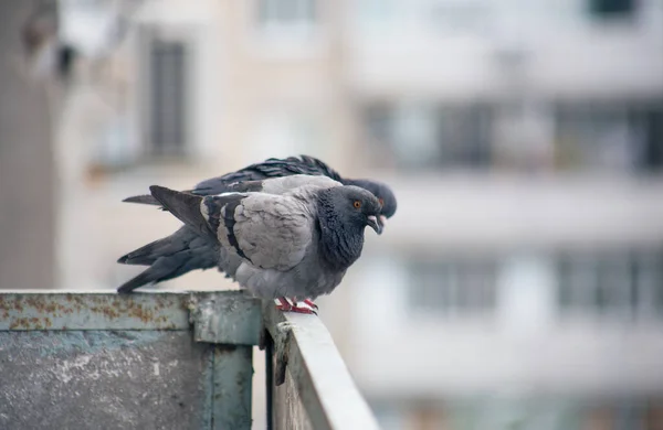 Stadttaube Sitzt Auf Einem Zaun Auf Der Straße — Stockfoto