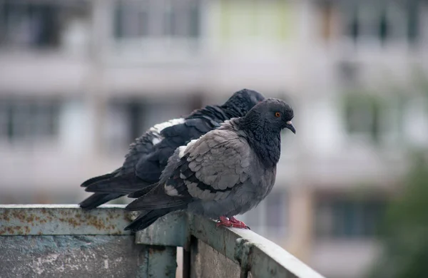 Pombo Cidade Senta Uma Cerca Rua — Fotografia de Stock