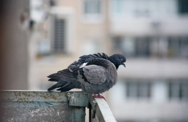 Pombo Cidade Senta Uma Cerca Rua — Fotografia de Stock