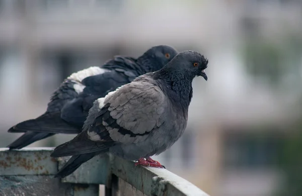 Pombo Cidade Senta Uma Cerca Rua — Fotografia de Stock