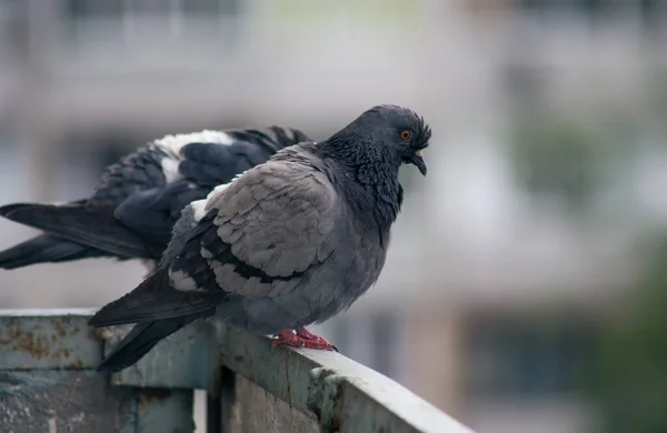 Pombo Cidade Senta Uma Cerca Rua — Fotografia de Stock