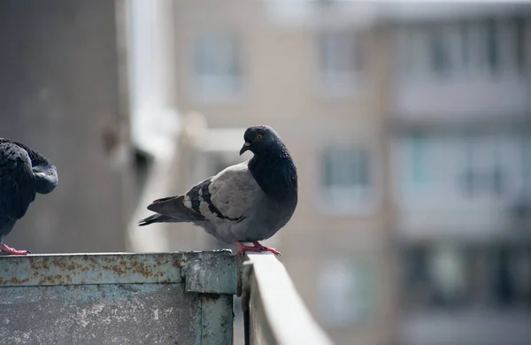城市的鸽子坐在街上的栅栏上 — 图库照片