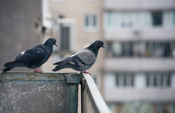 Şehir Güvercini Sokakta Bir Çitin Üzerinde Oturuyor — Stok fotoğraf