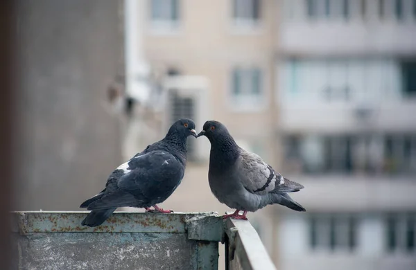 Pombo Cidade Senta Uma Cerca Rua — Fotografia de Stock