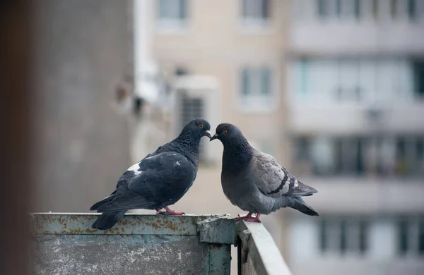 Pigeon Ville Assis Sur Une Clôture Dans Rue — Photo