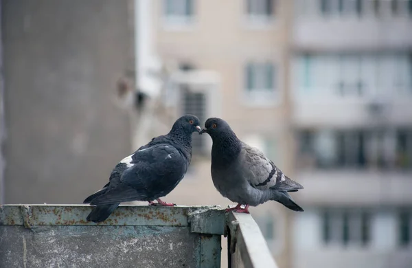 Pigeon Ville Assis Sur Une Clôture Dans Rue — Photo