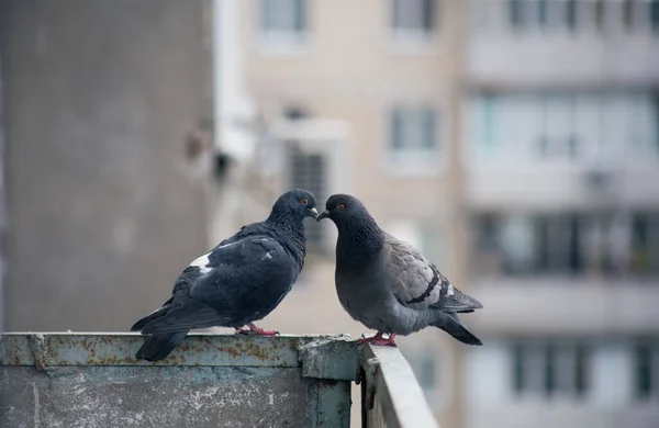 City Pigeon Sits Fence Street — Stock Photo, Image