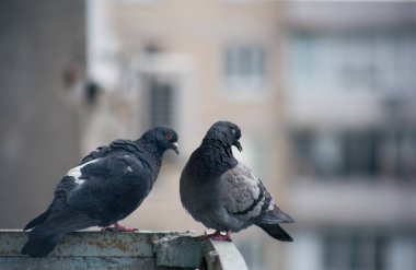 Şehir güvercini sokakta bir çitin üzerinde oturuyor.
