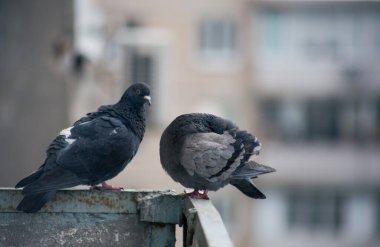 Şehir güvercini sokakta bir çitin üzerinde oturuyor.