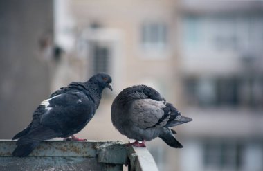 Şehir güvercini sokakta bir çitin üzerinde oturuyor.
