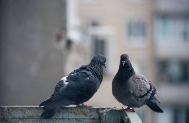 Şehir güvercini sokakta bir çitin üzerinde oturuyor.