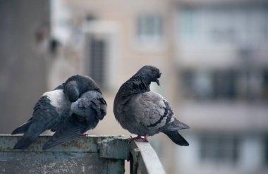 Şehir güvercini sokakta bir çitin üzerinde oturuyor.