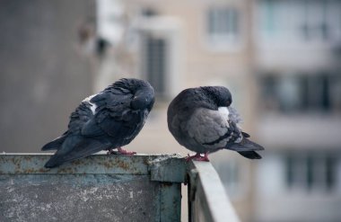 Şehir güvercini sokakta bir çitin üzerinde oturuyor.