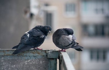 Şehir güvercini sokakta bir çitin üzerinde oturuyor.