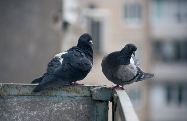 Şehir güvercini sokakta bir çitin üzerinde oturuyor.