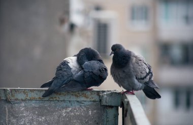 Şehir güvercini sokakta bir çitin üzerinde oturuyor.