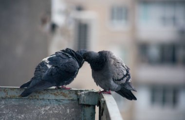 Şehir güvercini sokakta bir çitin üzerinde oturuyor.