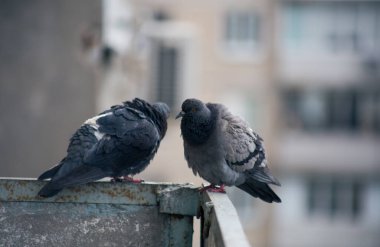 Şehir güvercini sokakta bir çitin üzerinde oturuyor.