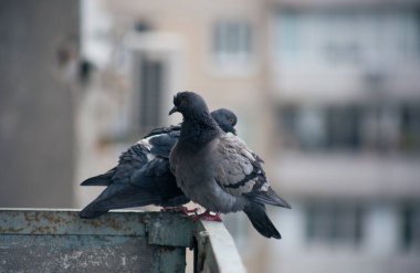 Şehir güvercini sokakta bir çitin üzerinde oturuyor.