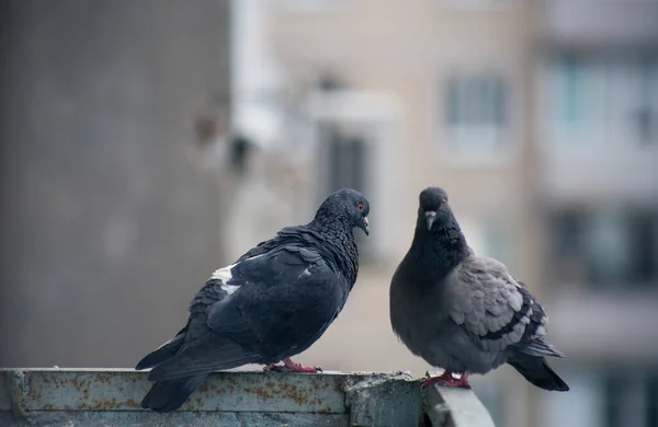 Pombo Cidade Senta Uma Cerca Rua — Fotografia de Stock